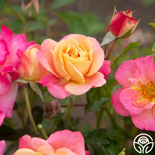 Polynesian Punch™ 5 Polynesian Punch™ - Image 3