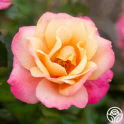 Polynesian Punch™ 24 Polynesian Punch™ -HEIRLOOM ROSES Sales Polynesian Punch 116