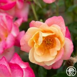 Polynesian Punch™ 23 Polynesian Punch™ -HEIRLOOM ROSES Sales Polynesian Punch 117