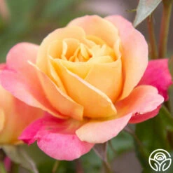 Polynesian Punch™ 27 Polynesian Punch™ -HEIRLOOM ROSES Sales Polynesian Punch 200