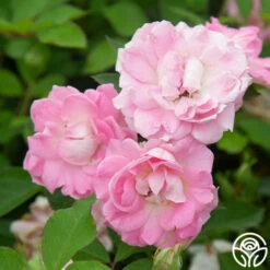 Porcelain Rose 16 Porcelain Rose -HEIRLOOM ROSES Sales Porcelain Rose 13