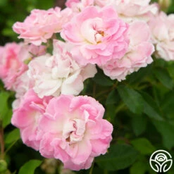 Porcelain Rose 14 Porcelain Rose -HEIRLOOM ROSES Sales Porcelain Rose 14