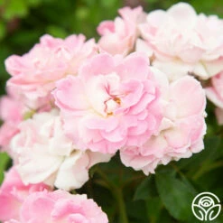 Porcelain Rose 17 Porcelain Rose -HEIRLOOM ROSES Sales Porcelain Rose 2