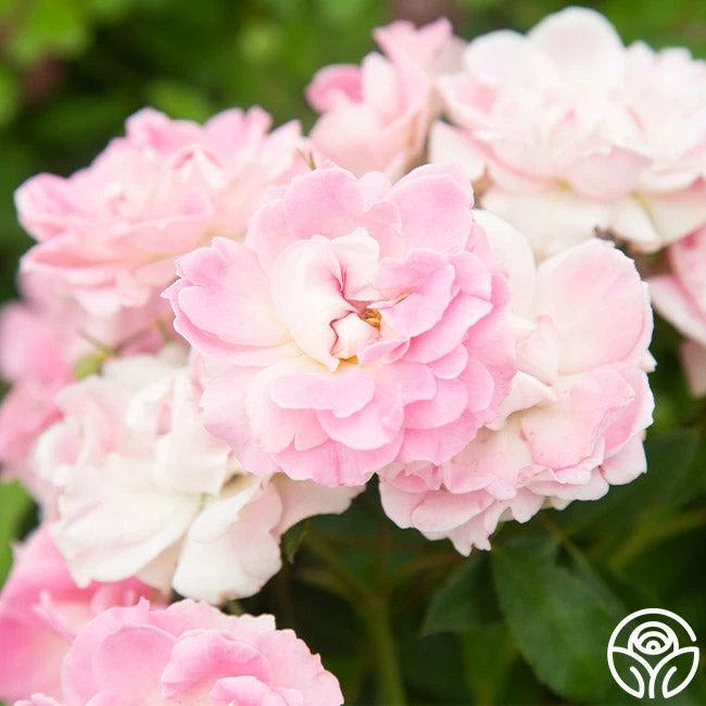 Porcelain Rose 10 Porcelain Rose - Image 8