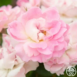 Porcelain Rose 11 Porcelain Rose -HEIRLOOM ROSES Sales Porcelain Rose 3