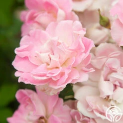 Porcelain Rose 13 Porcelain Rose -HEIRLOOM ROSES Sales Porcelain Rose 5