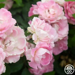 Porcelain Rose 15 Porcelain Rose -HEIRLOOM ROSES Sales Porcelain Rose 8