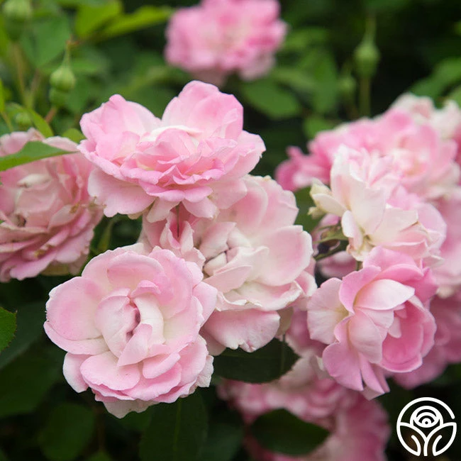 Porcelain Rose 5 Porcelain Rose - Image 3