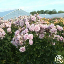 Poseidon™ 19 Poseidon™ -HEIRLOOM ROSES Sales Poseidon 11