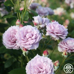 Poseidon™ 15 Poseidon™ -HEIRLOOM ROSES Sales Poseidon 12