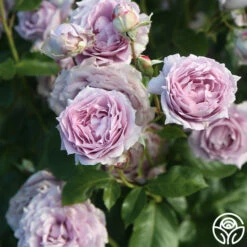 Poseidon™ 23 Poseidon™ -HEIRLOOM ROSES Sales Poseidon 13