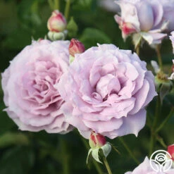 Poseidon™ 20 Poseidon™ -HEIRLOOM ROSES Sales Poseidon 14