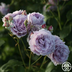 Poseidon™ 21 Poseidon™ -HEIRLOOM ROSES Sales Poseidon 15