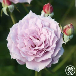 Poseidon™ 18 Poseidon™ -HEIRLOOM ROSES Sales Poseidon 18