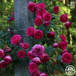 Pretty In Pink Eden Climber® -HEIRLOOM ROSES Sales Pretty In Pink Eden Climber 1