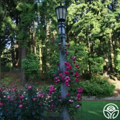 Pretty In Pink Eden Climber® -HEIRLOOM ROSES Sales Pretty In Pink Eden Climber 12