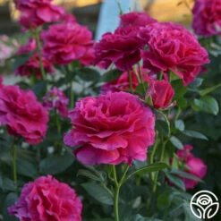 Pretty Lady Rose™ -HEIRLOOM ROSES Sales Pretty Lady Rose 011