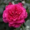Pretty Lady Rose™ -HEIRLOOM ROSES Sales Pretty Lady Rose 13 1f8c03ed 7add 4662 9256 7378b54d165a