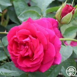 Princess Elise™ 22 Princess Elise™ -HEIRLOOM ROSES Sales Princess Elise 11