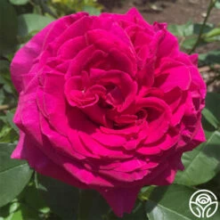 Princess Elise™ 21 Princess Elise™ -HEIRLOOM ROSES Sales Princess Elise 12