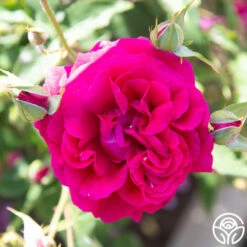 Princess Elise™ 20 Princess Elise™ -HEIRLOOM ROSES Sales Princess Elise