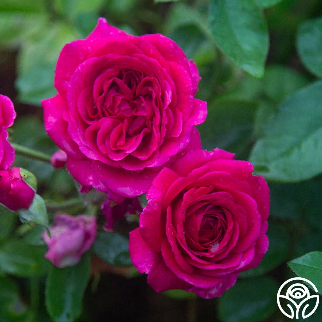 Princess Elise™ 3 Princess Elise™