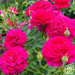 Princess Elise™ 15 Princess Elise™ -HEIRLOOM ROSES Sales Princess Elise 03