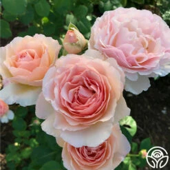 Princesse Charlene De Monaco® -HEIRLOOM ROSES Sales Princesse Charlene de Monaco 11