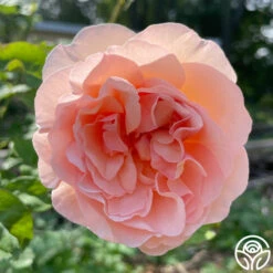 Princesse Charlene De Monaco® -HEIRLOOM ROSES Sales Princesse Charlene de Monaco 12