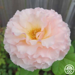 Princesse Charlene De Monaco® -HEIRLOOM ROSES Sales Princesse Charlene de Monaco 4