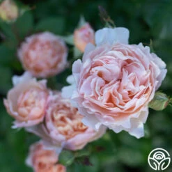 Princesse Charlene De Monaco® -HEIRLOOM ROSES Sales Princesse Charlene de Monaco 5
