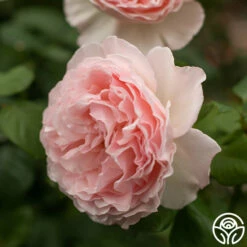 Princesse Charlene De Monaco® -HEIRLOOM ROSES Sales Princesse Charlene de Monaco 7