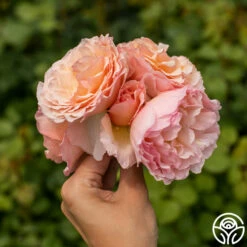 Princesse Charlene De Monaco® -HEIRLOOM ROSES Sales Princesse Charlene de Monaco 8