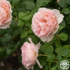 Princesse Charlene De Monaco® -HEIRLOOM ROSES Sales Princesse Charlene de Monaco 9