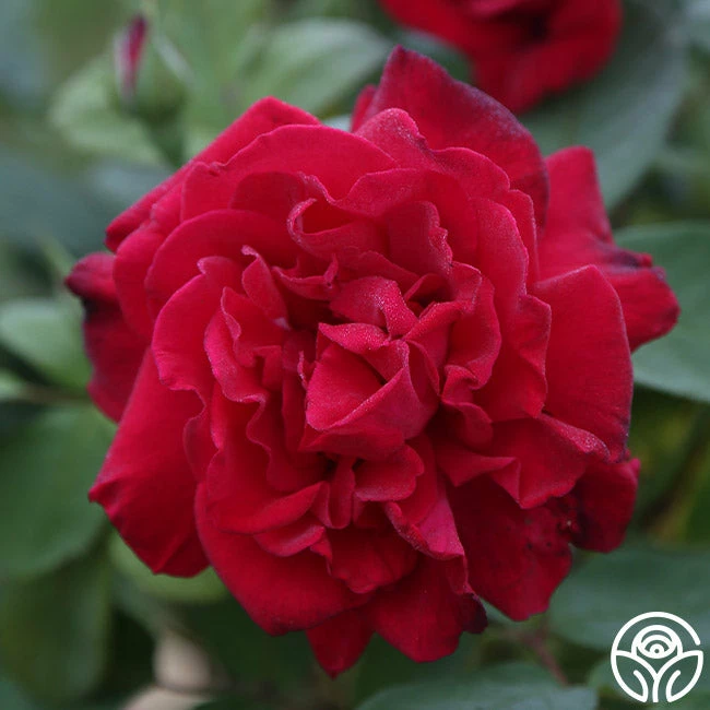 Proud Land® 8 Proud Land® - Image 6