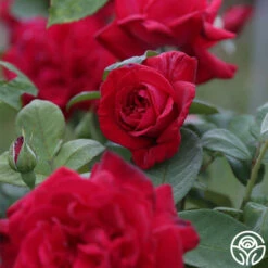 Proud Land® 12 Proud Land® -HEIRLOOM ROSES Sales Proud Land 12