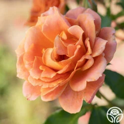 Pumpkin Patch™ -HEIRLOOM ROSES Sales Pumpkin Patch 11