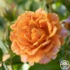 Pumpkin Patch™ -HEIRLOOM ROSES Sales Pumpkin Patch 12