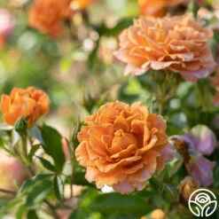 Pumpkin Patch™ -HEIRLOOM ROSES Sales Pumpkin Patch 13