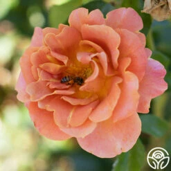 Pumpkin Patch™ -HEIRLOOM ROSES Sales Pumpkin Patch 14