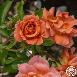 Pumpkin Patch™ -HEIRLOOM ROSES Sales Pumpkin Patch 14