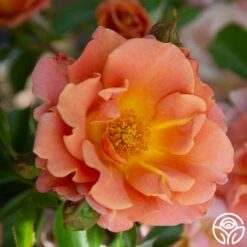 Pumpkin Patch™ -HEIRLOOM ROSES Sales PumpkinPatch 21