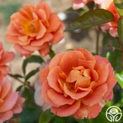 Pumpkin Patch™ -HEIRLOOM ROSES Sales PumpkinPatch 23