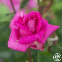 Purple Beauty -HEIRLOOM ROSES Sales Purple Beauty 11