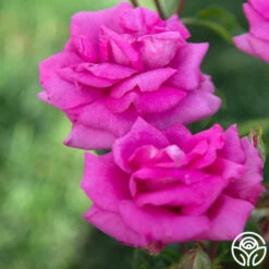 Purple Beauty -HEIRLOOM ROSES Sales Purple Beauty 163