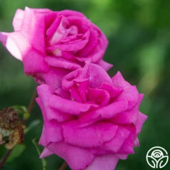 Purple Beauty -HEIRLOOM ROSES Sales Purple Beauty 18