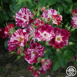 Purple Splash -HEIRLOOM ROSES Sales Purple Splash 11