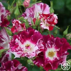 Purple Splash -HEIRLOOM ROSES Sales Purple Splash 14