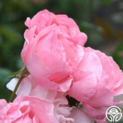 Queen Elizabeth® -HEIRLOOM ROSES Sales Queen Elizabeth 1