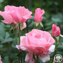 Queen Elizabeth® -HEIRLOOM ROSES Sales Queen Elizabeth 11